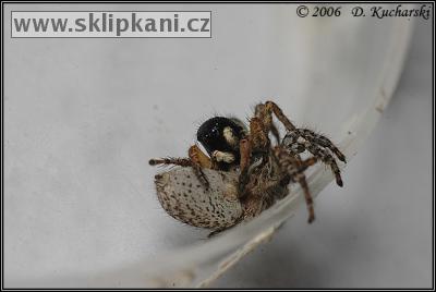 Araneae_Salticidae