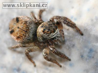 Araneae_Salticidae