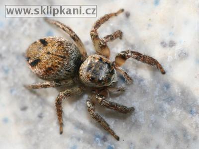 Araneae_Salticidae