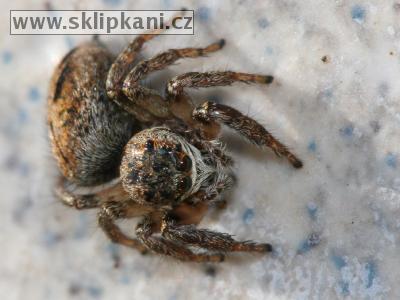 Araneae_Salticidae