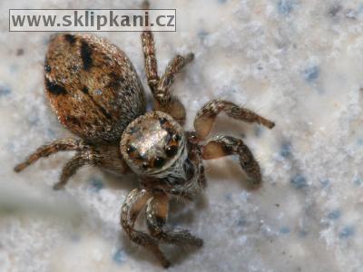 Araneae_Salticidae