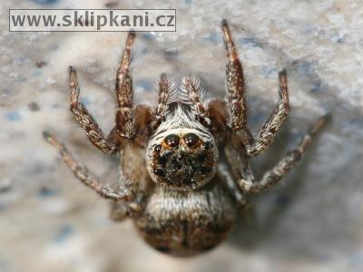 Araneae_Salticidae