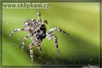 Araneae_Salticidae