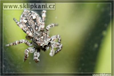 Salticidae