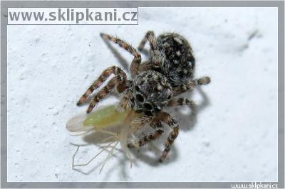 Salticidae