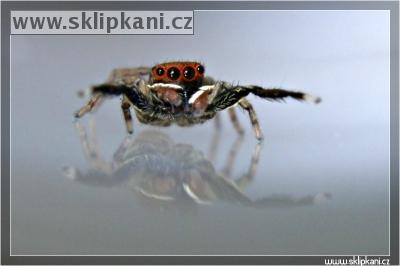 Euophrys-frontalis