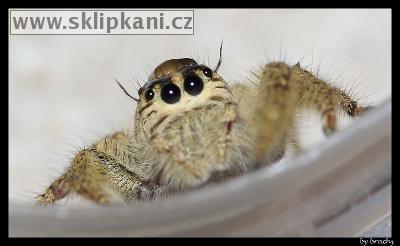 Araneae_Salticidae