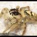 Araneae Salticidae