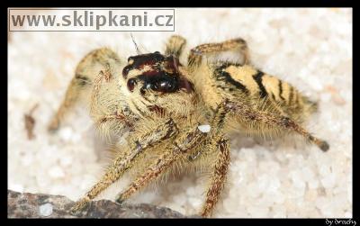 Salticidae