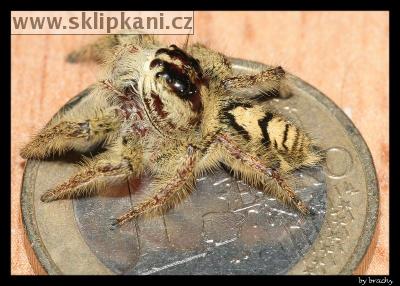 Araneae_Salticidae