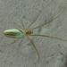 Araneae Tetragnathidae
