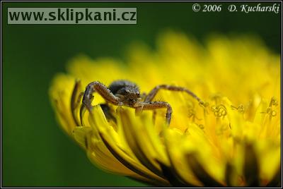 Thomisidae