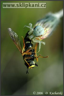 Misumena_vatia