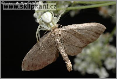 Misumena_vatia