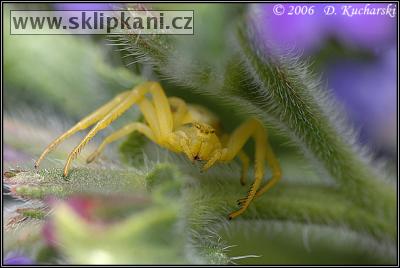 Araneae_Thomisidae