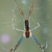 Tetragnathidae Nephila