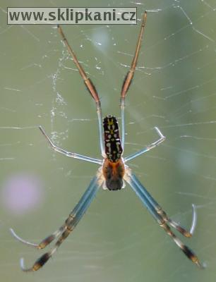 Tetragnathidae_Nephila