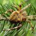 Araneus angulatus