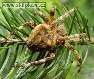 Araneus-angulatus