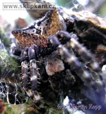 Araneus_angulatus