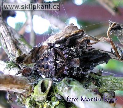 Araneus-angulatus