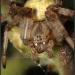 Araneus diadematus