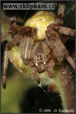 Araneus_diadematus