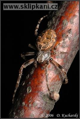 Araneus-diadematus