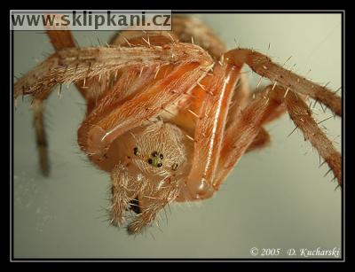 Araneus-diadematus