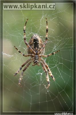 Araneus-diadematus