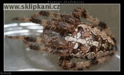 Araneus_diadematus