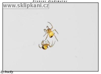 Araneus-diadematus