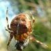 Araneus diadematus