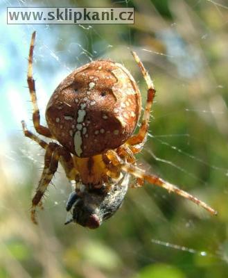 Araneus_diadematus