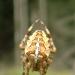 Araneus diadematus