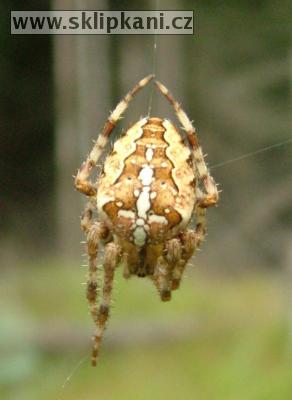 Araneus-diadematus