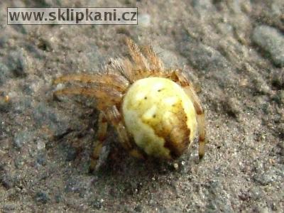 Araneus-quadratus