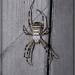 Argiope bruennichi