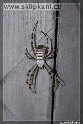 Argiope-bruennichi