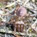 Atypus affinis