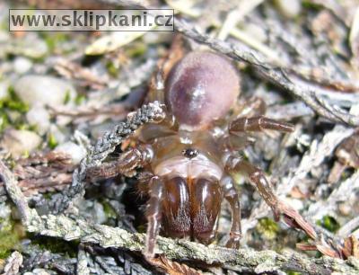 Atypus-affinis