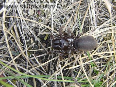 Atypus_muralis