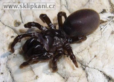 Atypus_muralis