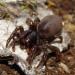 Atypus muralis