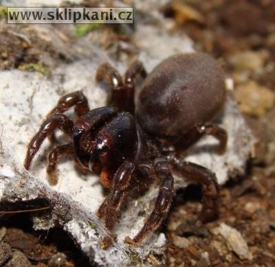 Atypus-muralis