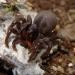 Atypus muralis