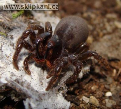 Atypus-muralis