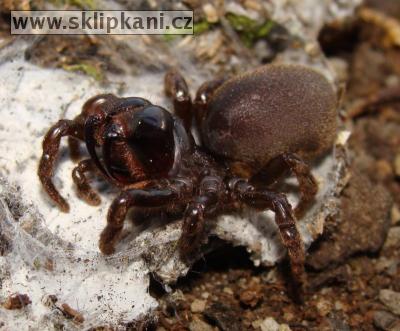 Atypus-muralis