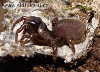 Atypus-muralis