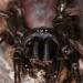 Atypus muralis